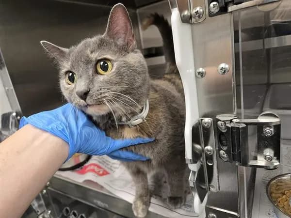 Florence - Domestic Shorthair