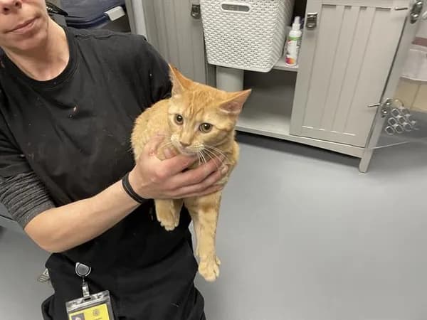 Sally - Domestic Shorthair