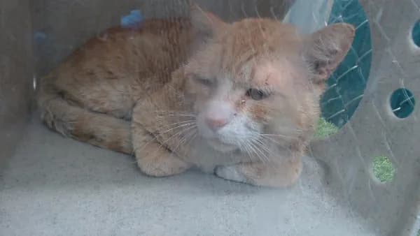 Graeskar - Domestic Shorthair