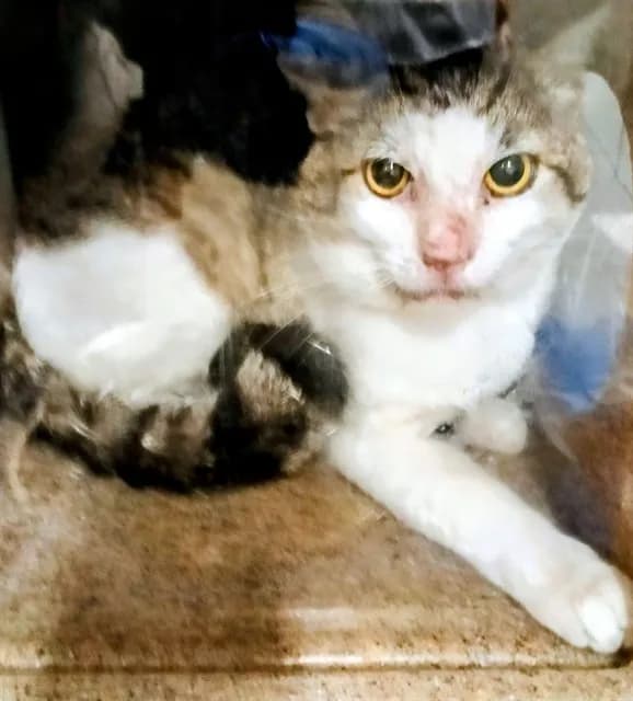 Bodhisattva - Domestic Shorthair