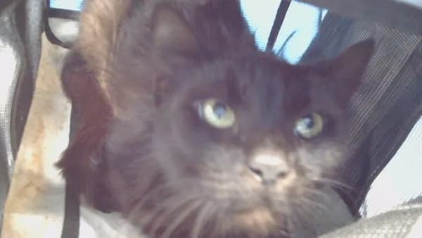Sasha - Domestic Shorthair