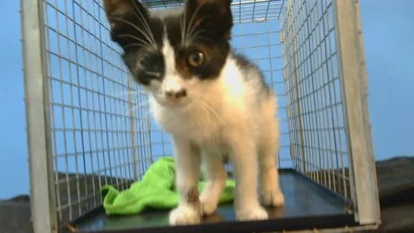 Unnamed - Domestic Shorthair