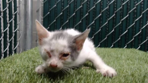 Unnamed - Domestic Shorthair