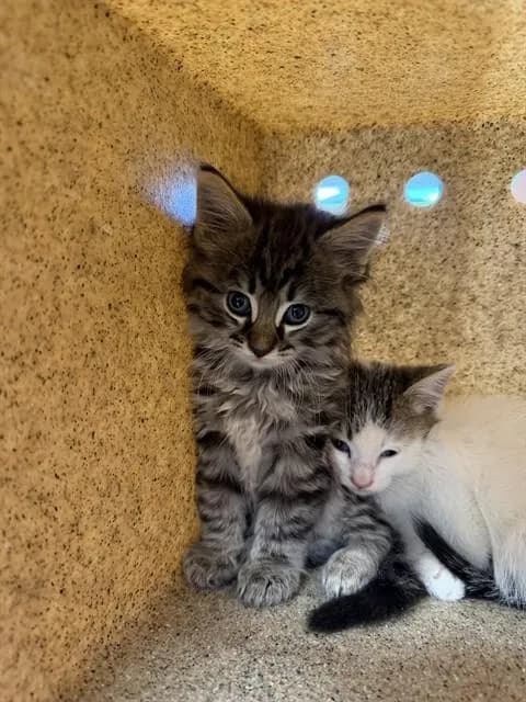Unnamed - Domestic Mediumhair