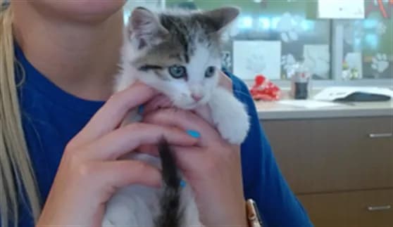 Unnamed - Domestic Shorthair