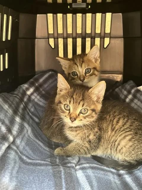 Unnamed - Domestic Shorthair