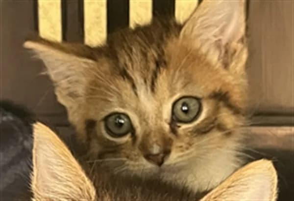 Unnamed - Domestic Shorthair