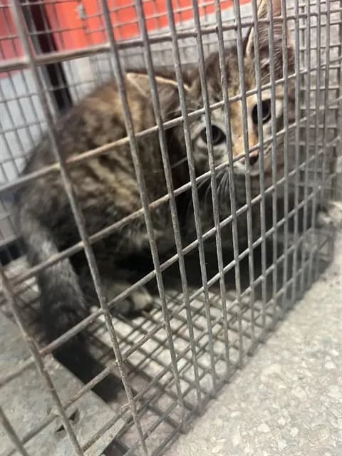 Unnamed - Domestic Shorthair