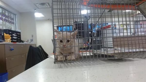 Unnamed - Domestic Shorthair