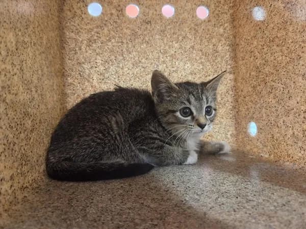 Egg Bites - Domestic Shorthair