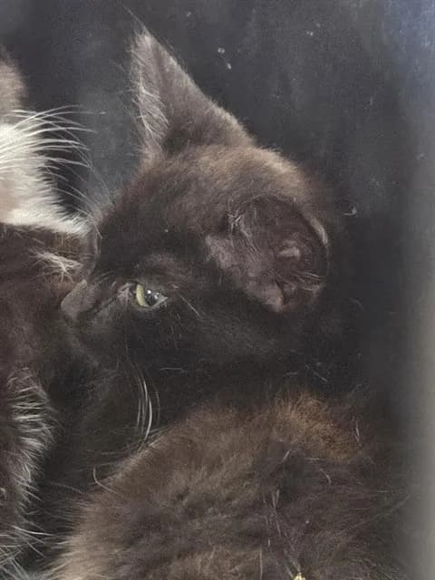 Eddie Lee Winslow - Domestic Shorthair