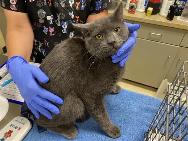 Tai Lung - Domestic Shorthair