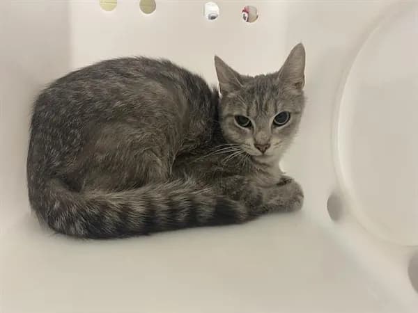 Ash - Domestic Shorthair