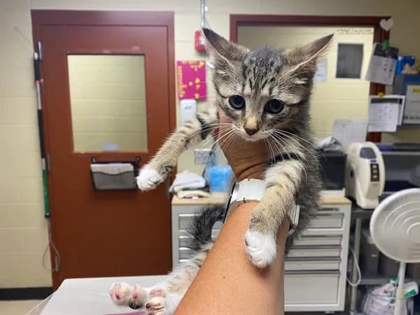 Ruby - Domestic Shorthair
