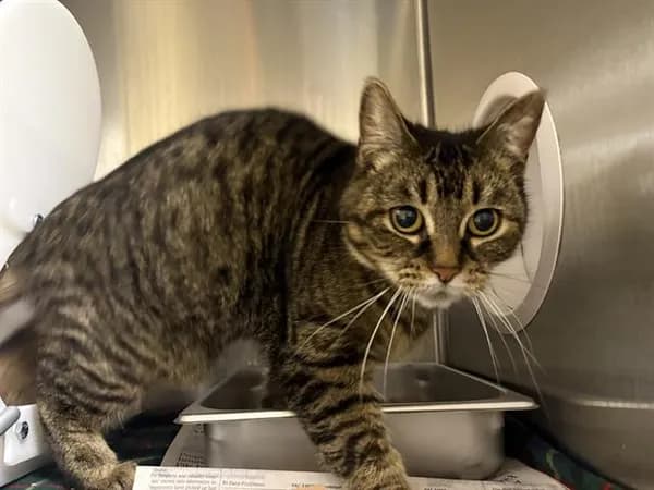 Cherry - Domestic Shorthair