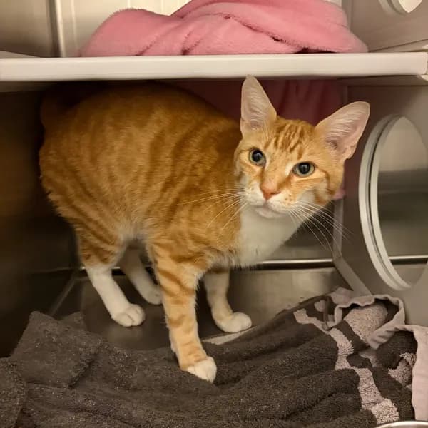 Leo - Domestic Shorthair