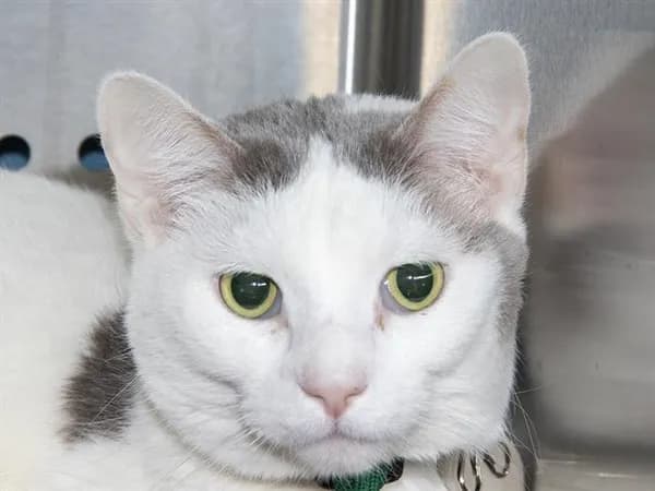Daisy - Domestic Shorthair