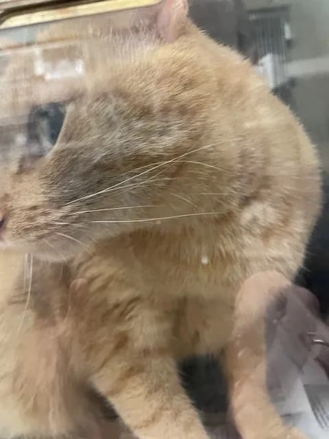 Boxy - Domestic Mediumhair