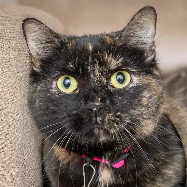 Mya - Domestic Shorthair