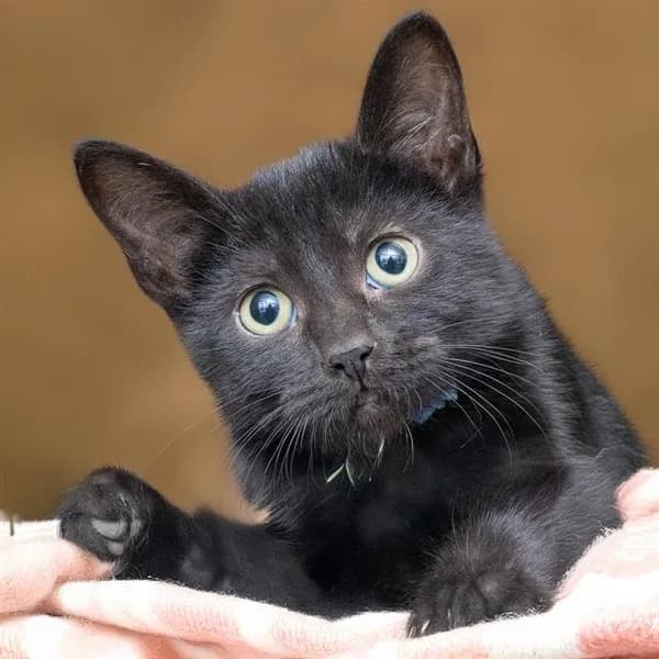 Blueberry - Domestic Shorthair