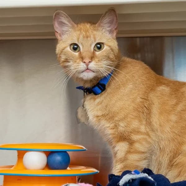 Colin - Domestic Shorthair