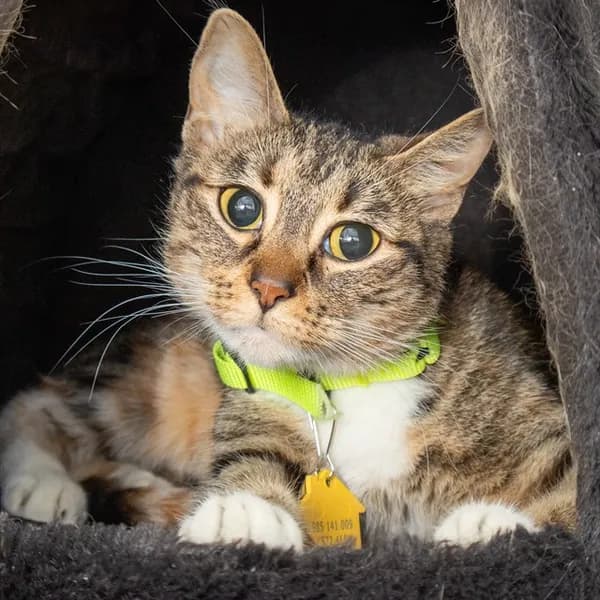 Maisy - Domestic Shorthair