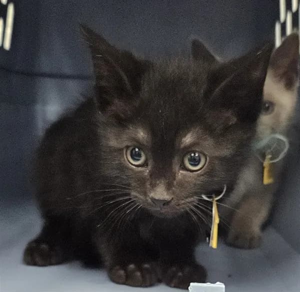 Dill - Domestic Shorthair