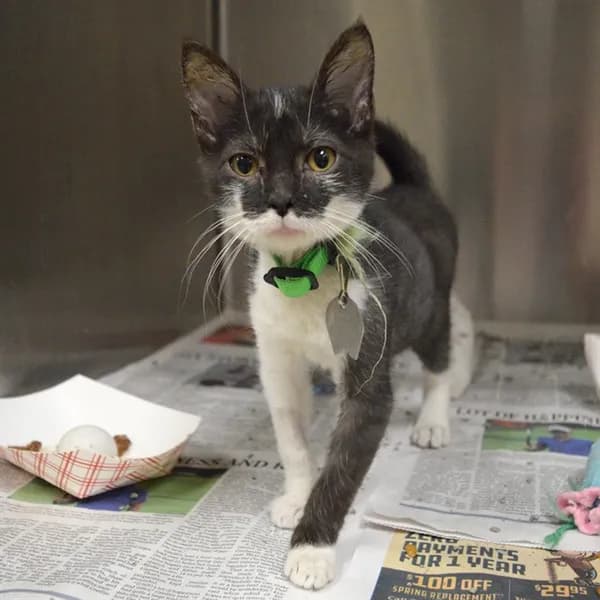 Sandbar - Domestic Shorthair