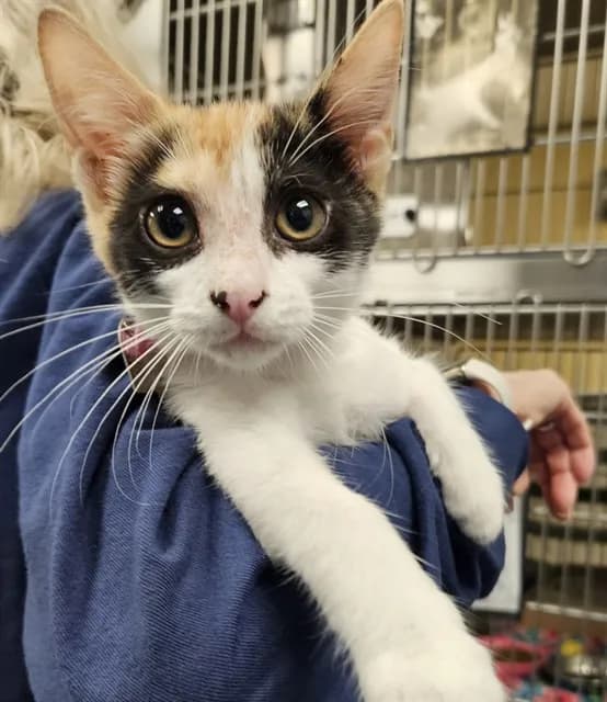 Butter - Domestic Shorthair