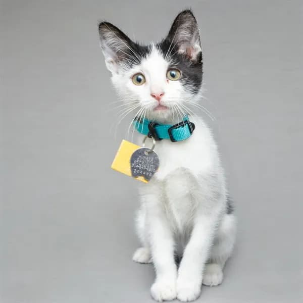 Pearl - Domestic Shorthair