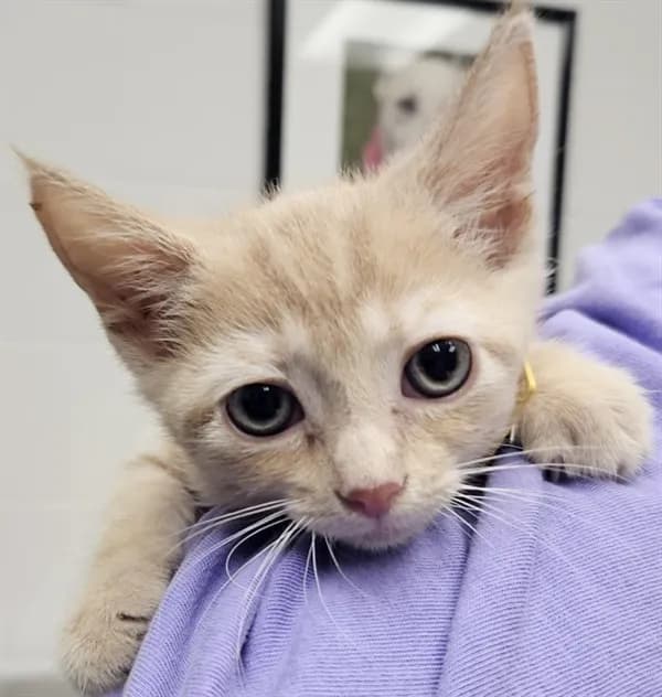 Parmesan - Domestic Shorthair