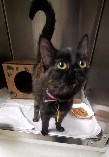 Tink - Domestic Shorthair