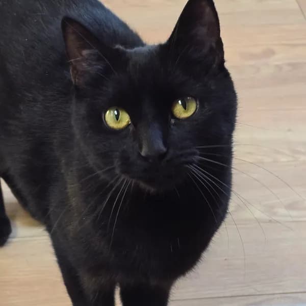 Mocha - Domestic Shorthair