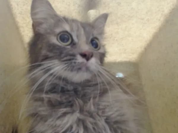 Unnamed - Domestic Mediumhair mix