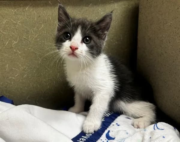Unnamed - Domestic Mediumhair