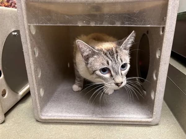 Unnamed - Domestic Shorthair mix
