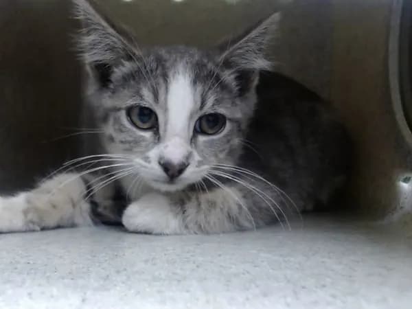 Unnamed - Domestic Mediumhair mix