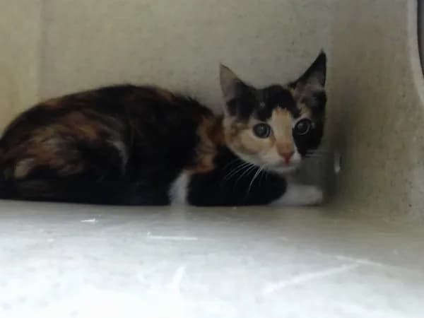 Unnamed - Domestic Shorthair mix