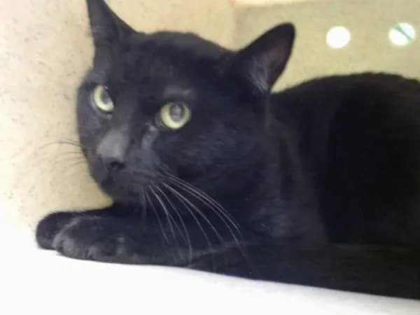 Unnamed - Domestic Mediumhair mix