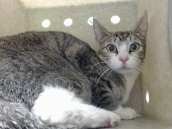 Unnamed - Domestic Shorthair mix