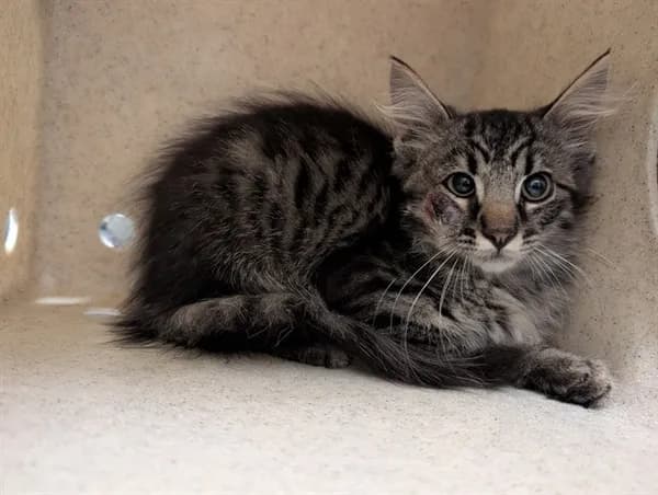 Unnamed - Domestic Mediumhair