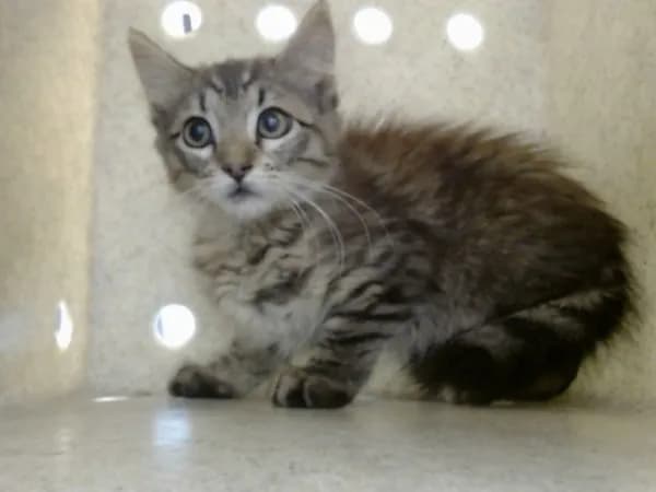 Unnamed - Domestic Mediumhair