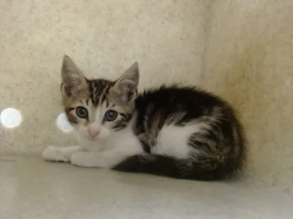 Unnamed - Domestic Shorthair mix