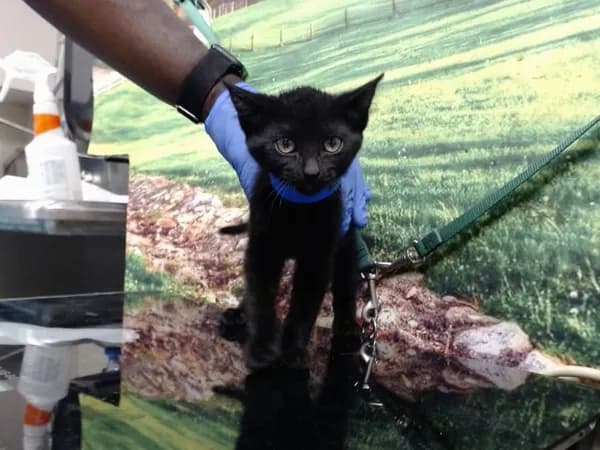 Unnamed - Domestic Shorthair