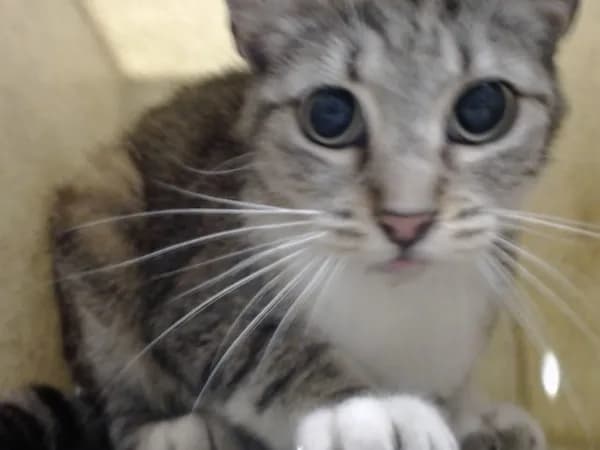 Unnamed - Domestic Shorthair mix