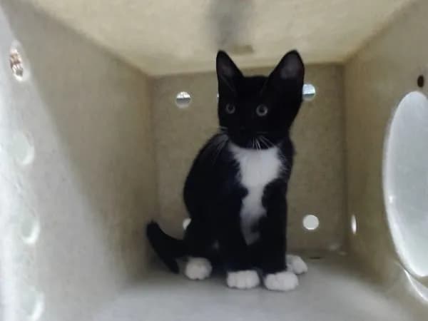 Unnamed - Domestic Shorthair mix
