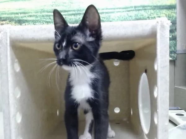 Unnamed - Domestic Shorthair mix