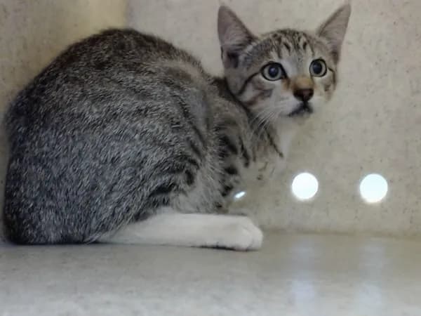Unnamed - Domestic Shorthair