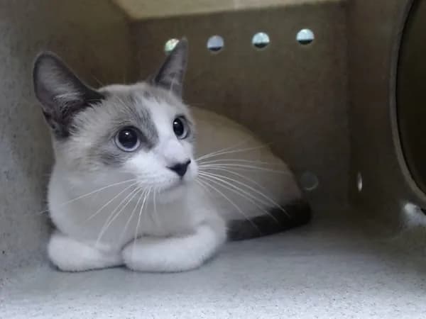 Unnamed - Domestic Shorthair mix