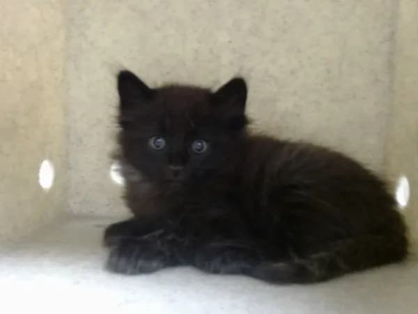 Unnamed - Domestic Longhair mix